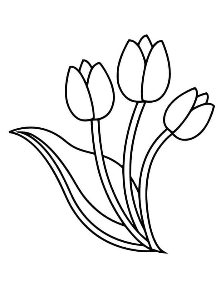 Tulipano Stampabile a Costo Zero da colorare