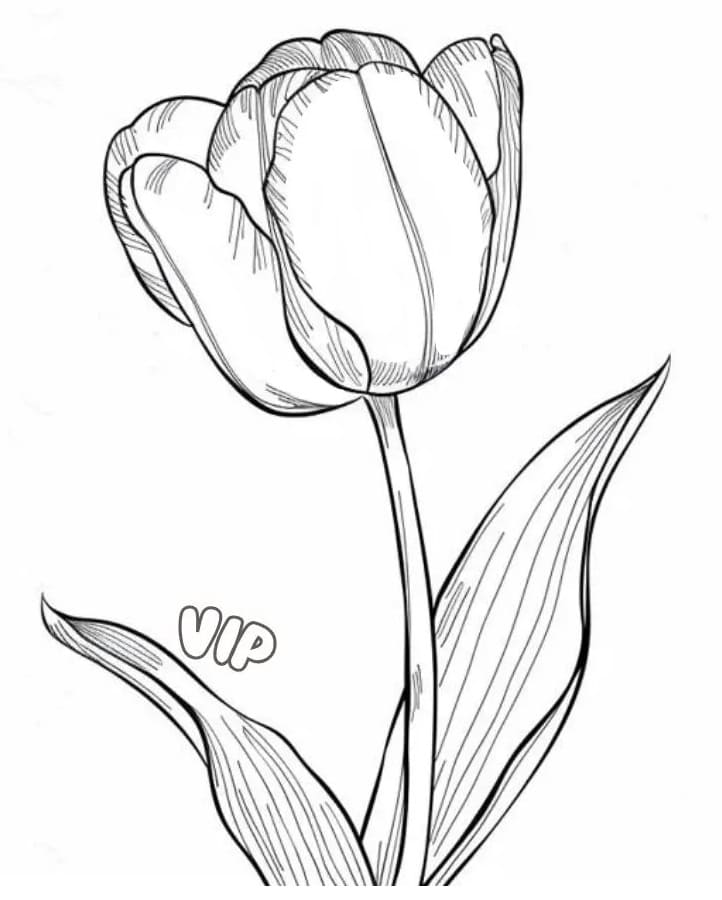 Tulipano Stampabile per Bambini da colorare