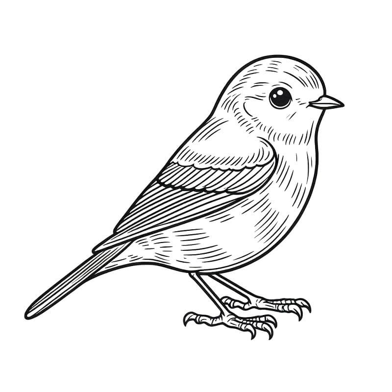 Uccello Gratis per Bambini da colorare