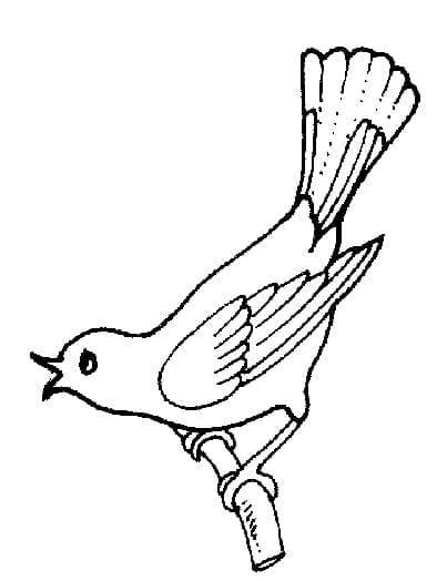 Uccello Semplice da colorare