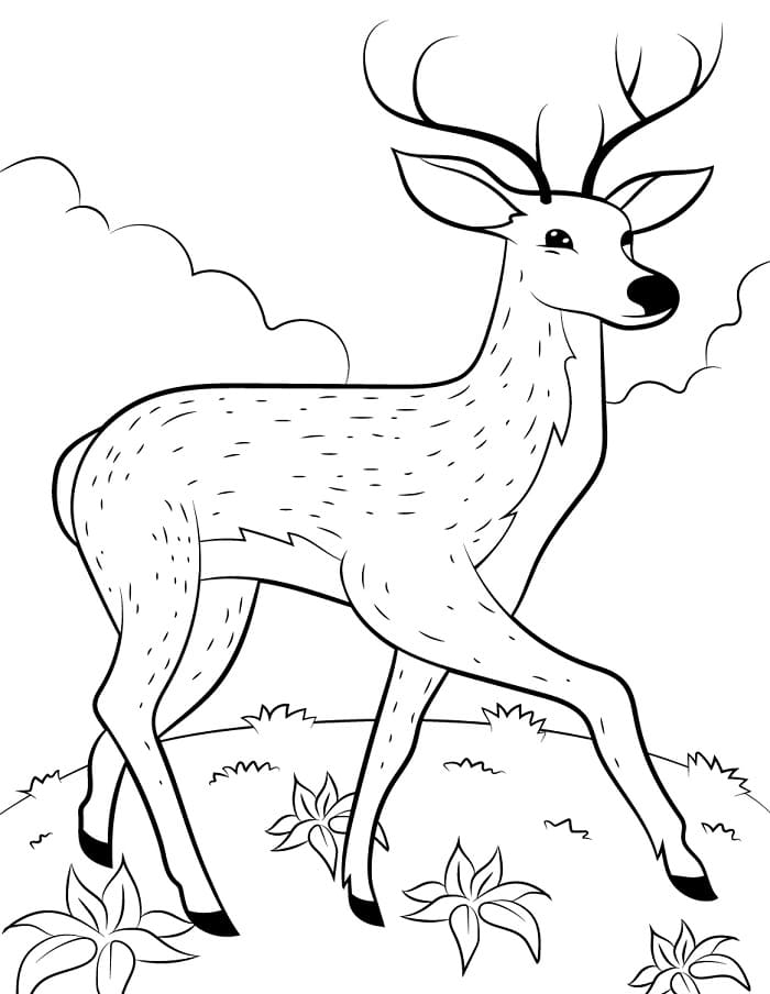 Un Cervo da colorare