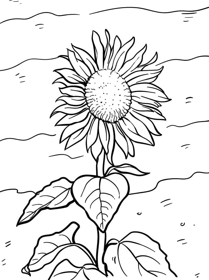 Un Fiore di Girasole da colorare