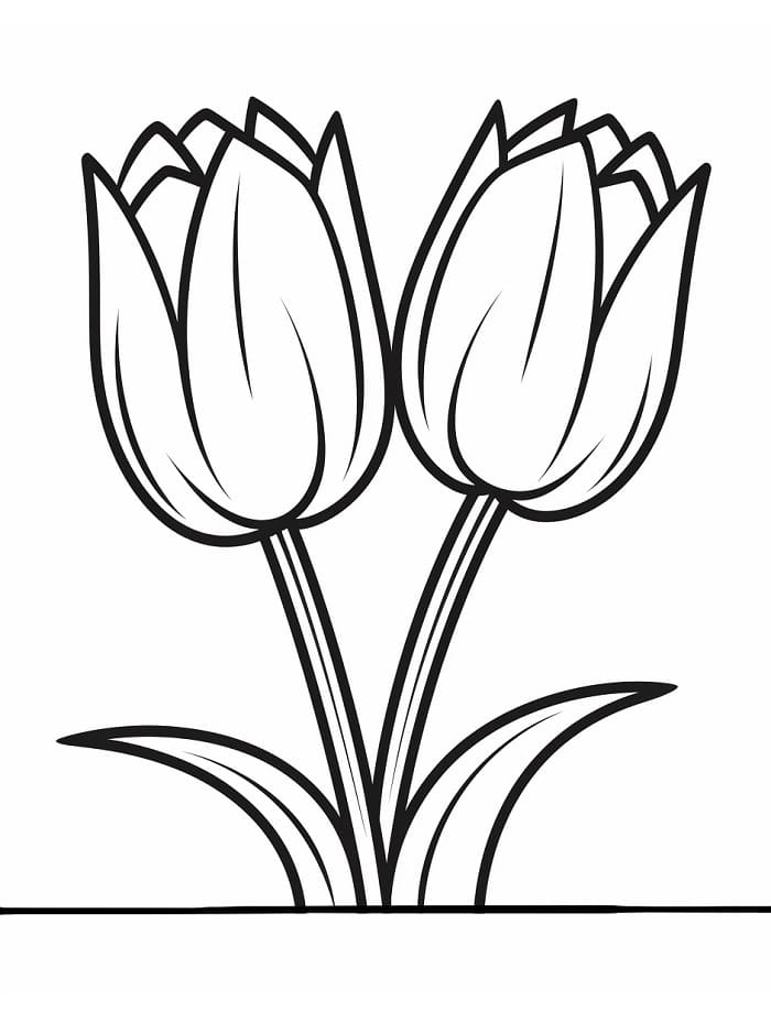 Un Fiore di Tulipano da colorare