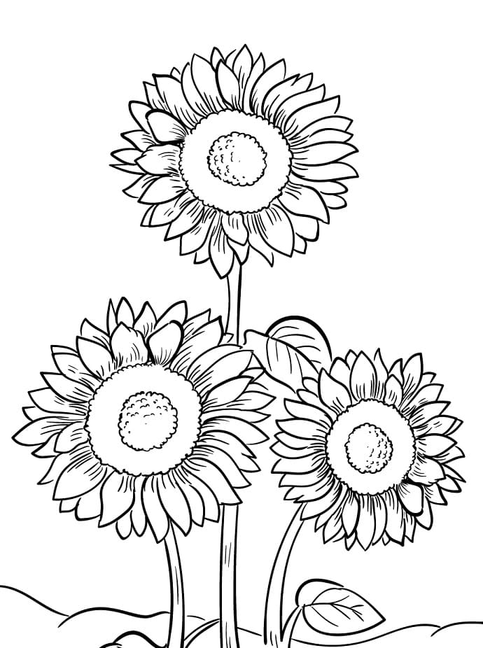 Girasoli da colorare