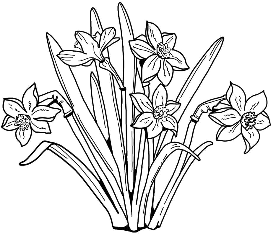 Un Narciso da colorare