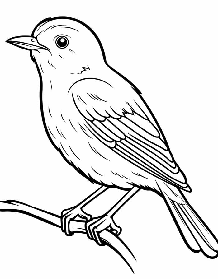 Un Uccello da colorare