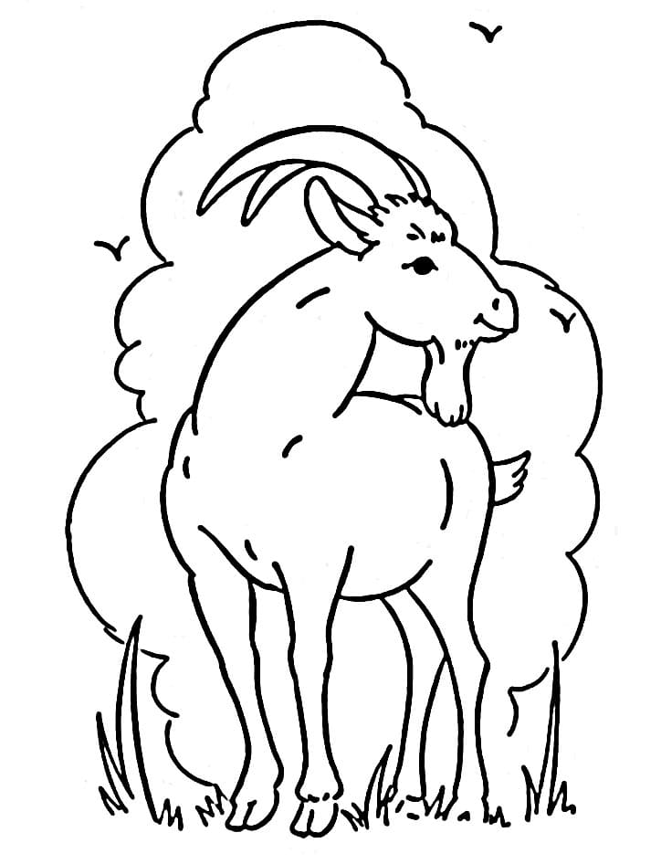 Una Capra Piccola da colorare