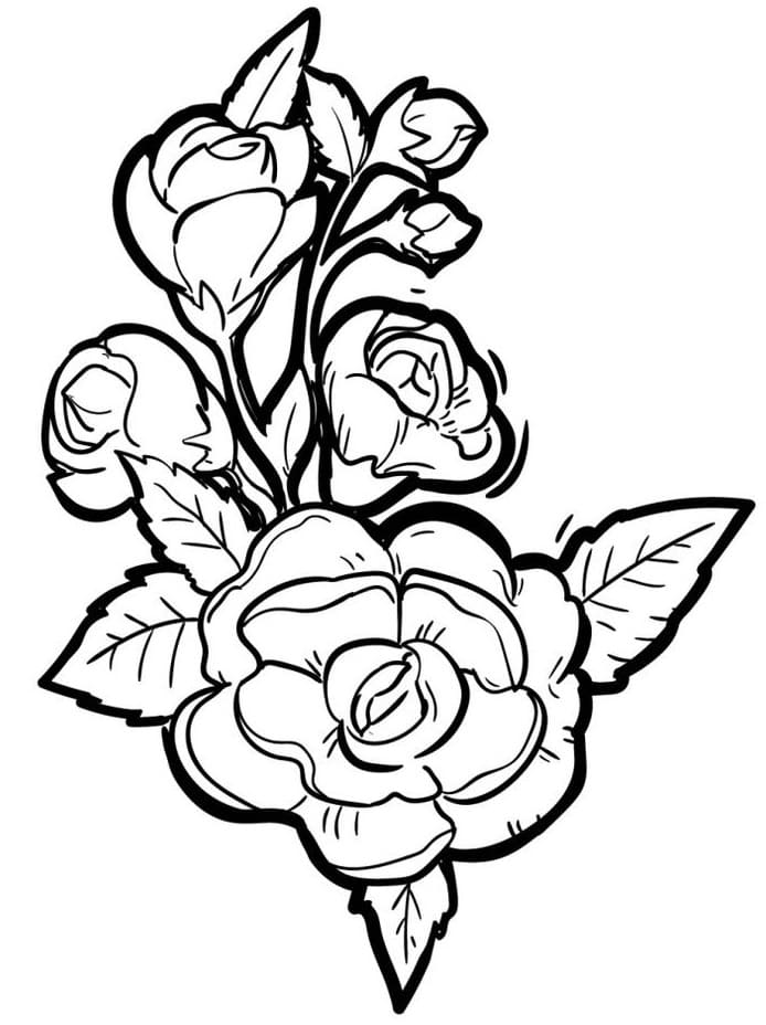 Una Fiore di Rosa da colorare