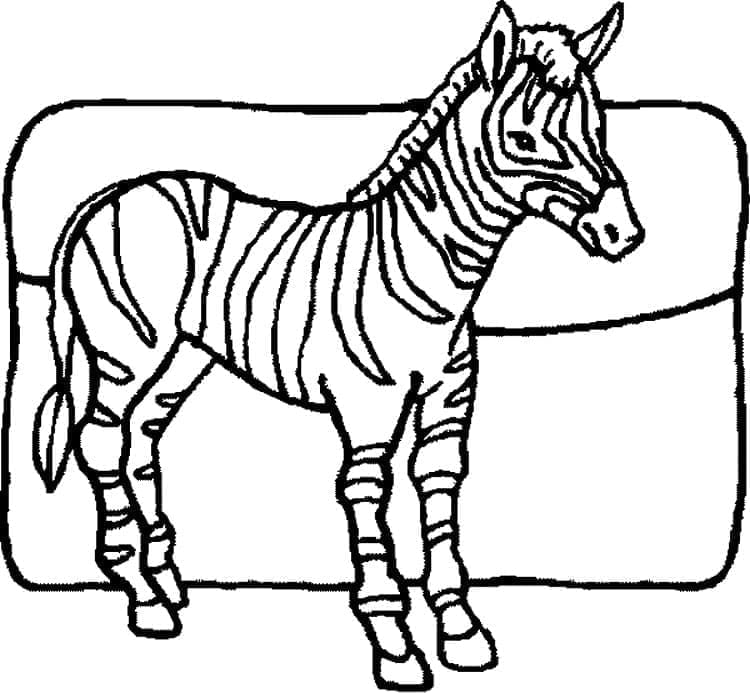Una Zebra Piccola da colorare