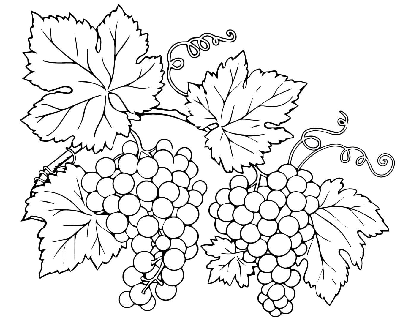 Uva (1) da colorare