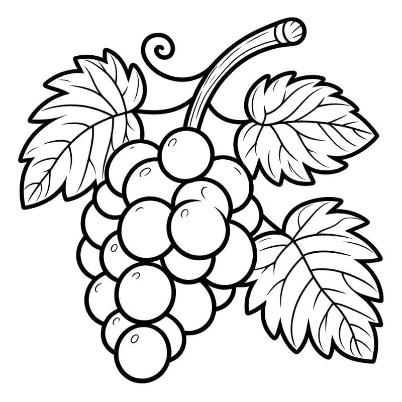 Uva Perfetta da colorare