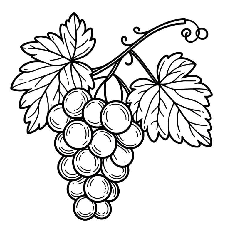 Uva Stampabile da colorare
