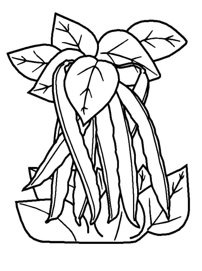 Verdura Stampabile Libera da colorare