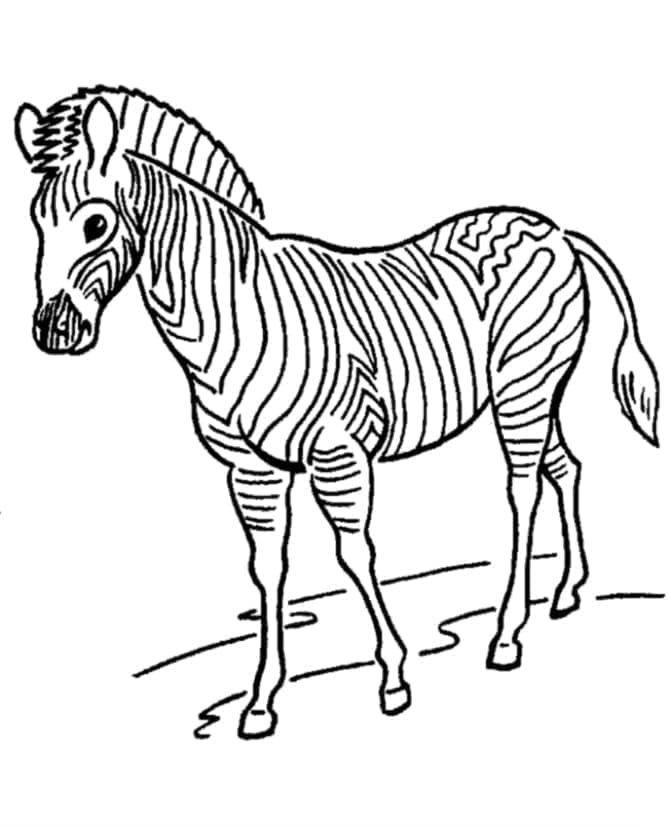 Zebra Facile da colorare