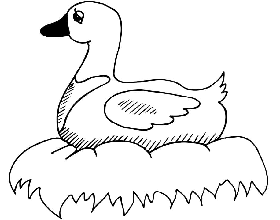 Anatra Super Carina da colorare