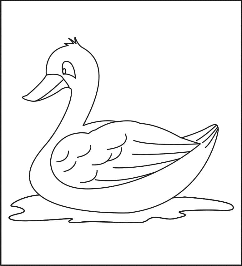 Anatra che Nuota da colorare