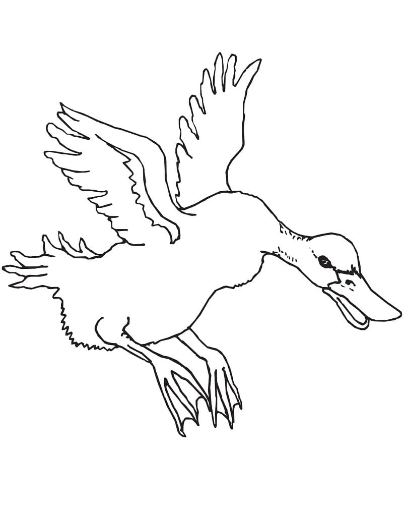 Anatra che Vola da colorare