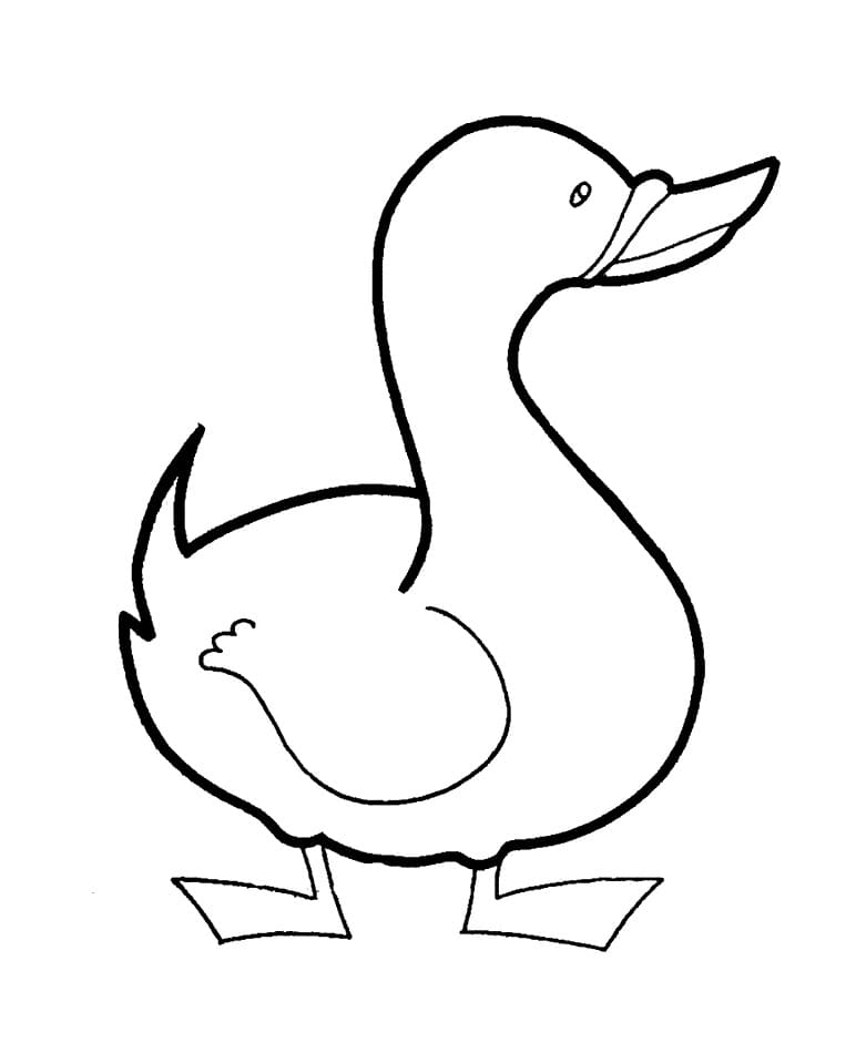 Anatra da Stampare da colorare
