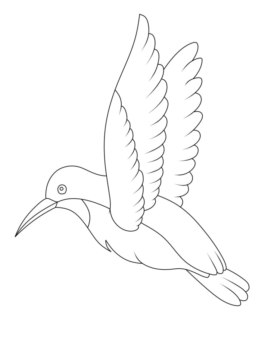 Colibrì Base da colorare