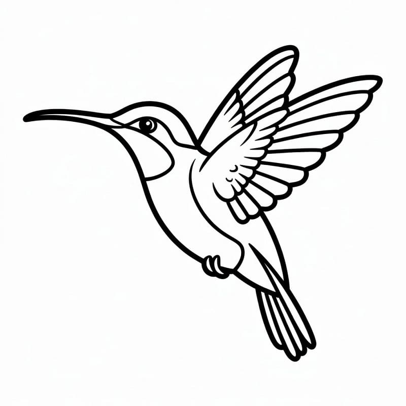 Colibrì Elegante da colorare