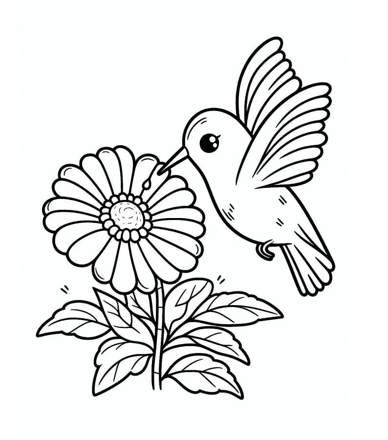 Colibrì Gratis per Bambini da colorare