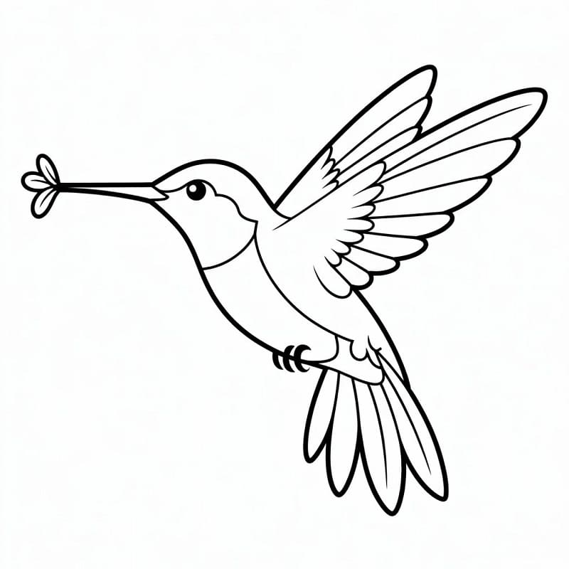 Colibrì da colorare