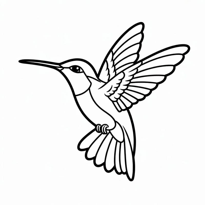 Colibrì Omaggio da colorare