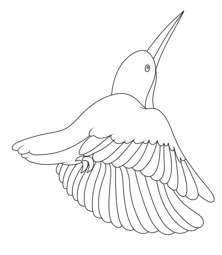 Colibrì Stampabile Gratis da colorare