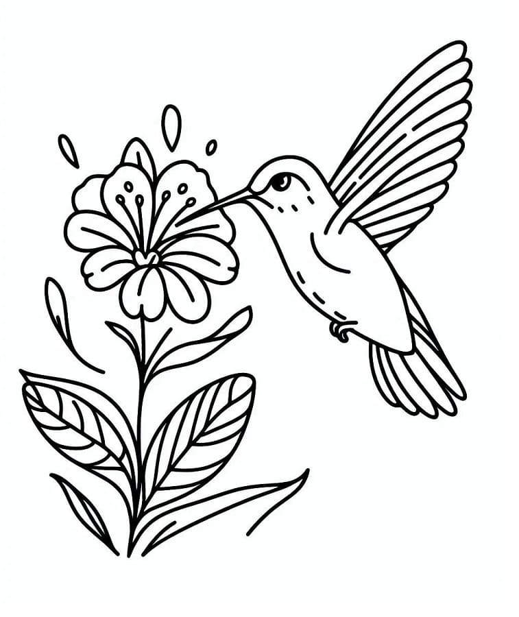 Colibrì Stampabile per Piccoli da colorare
