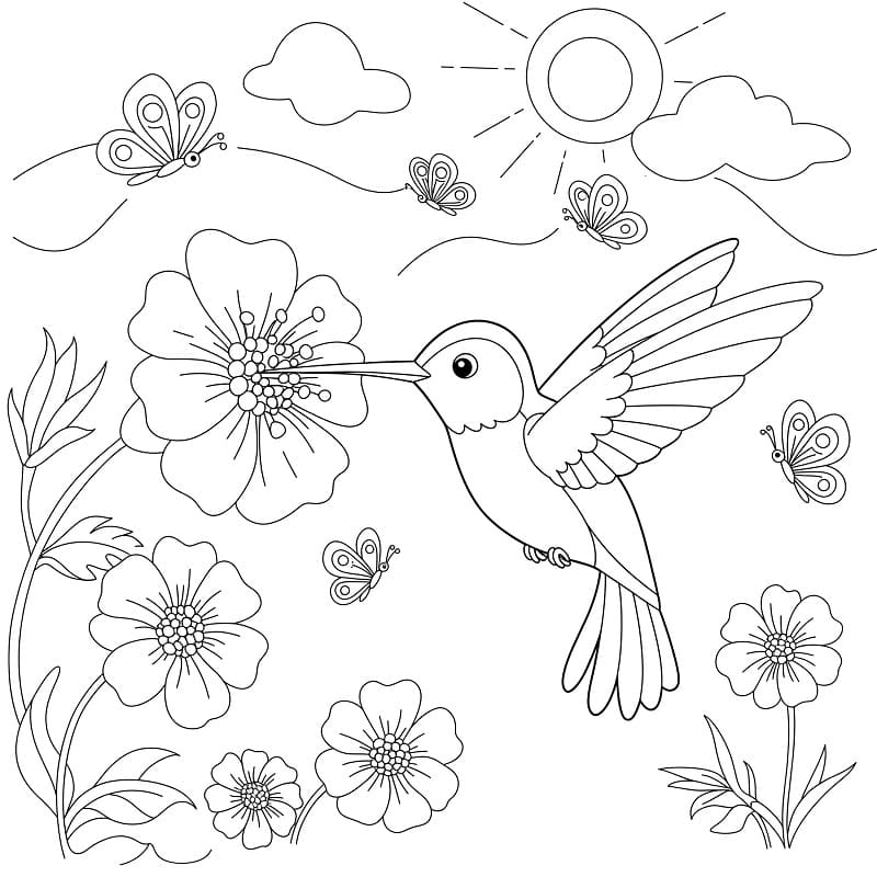 Colibrì Stampabile da colorare