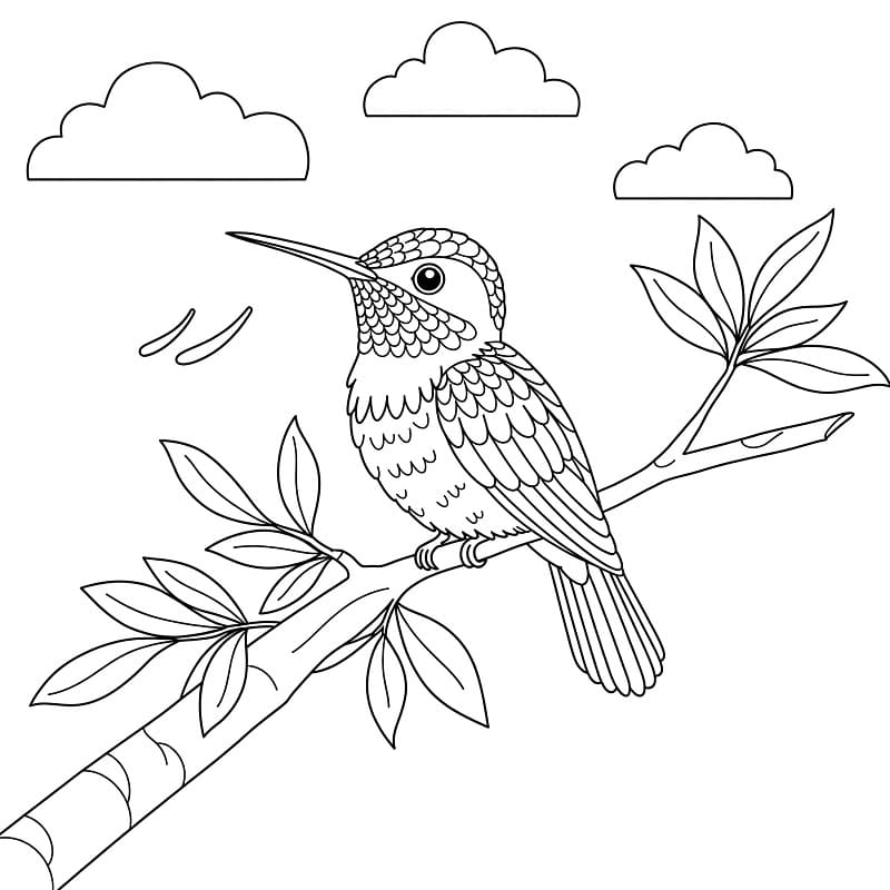 Colibrì da Colorare da colorare