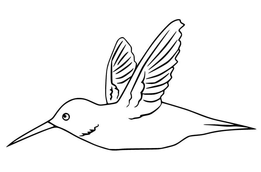Colibrì per Bimbi di 4 Anni da colorare