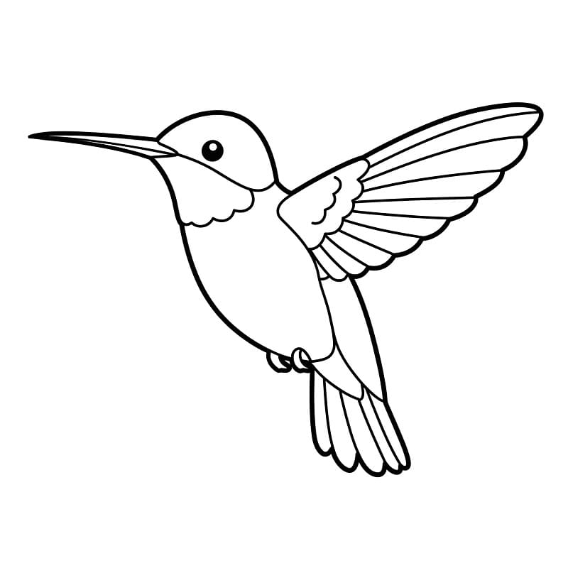 Colibrì per Bimbi da colorare