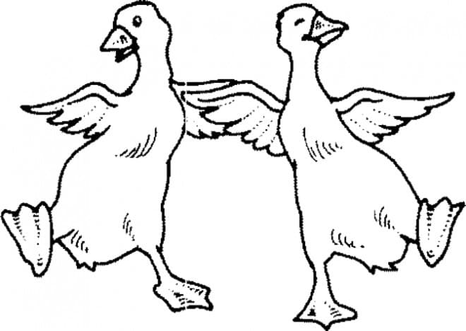 Due Anatre da colorare