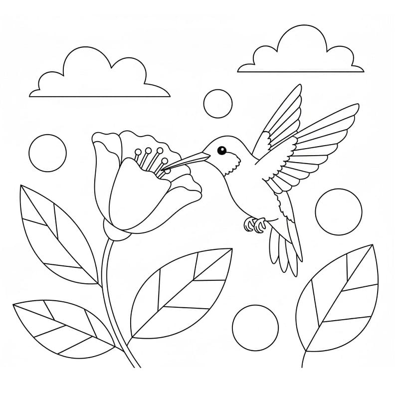 Immagine Colibrì da colorare