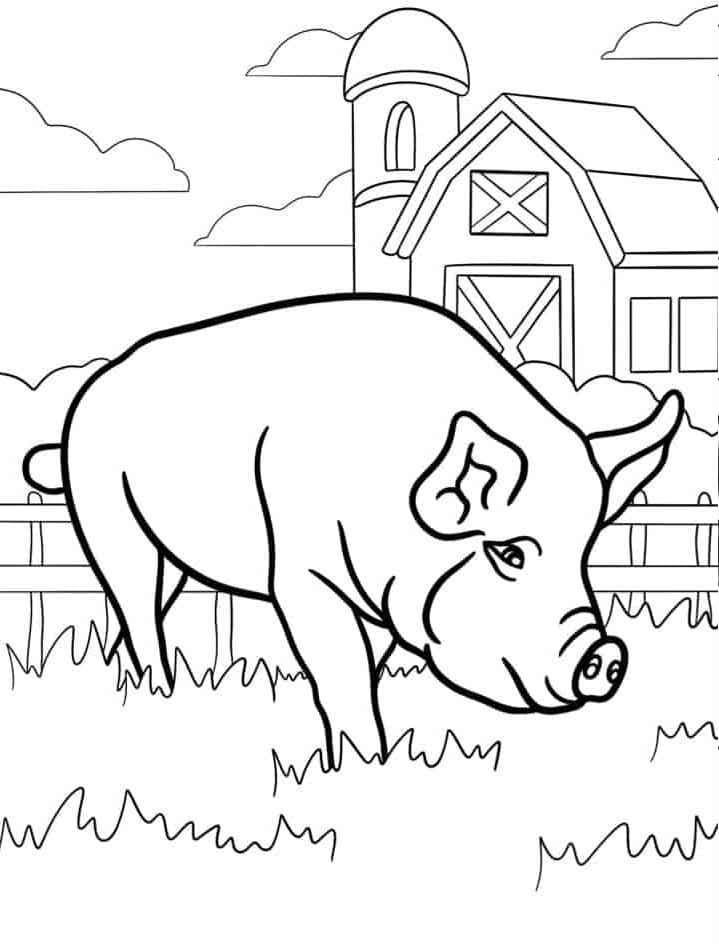 Maiale in fattoria da colorare