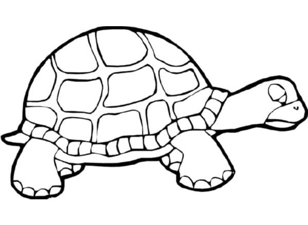 Tartaruga Stanca da colorare