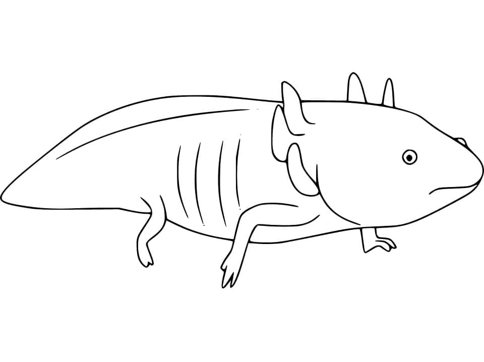 Axolotl (5) da colorare