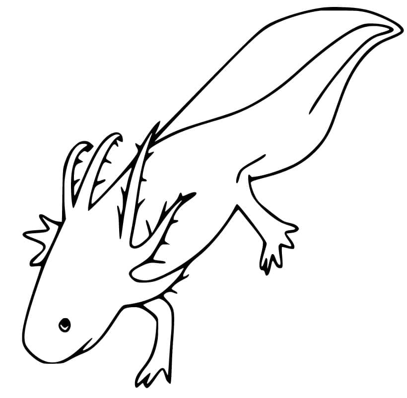Axolotl (6) da colorare