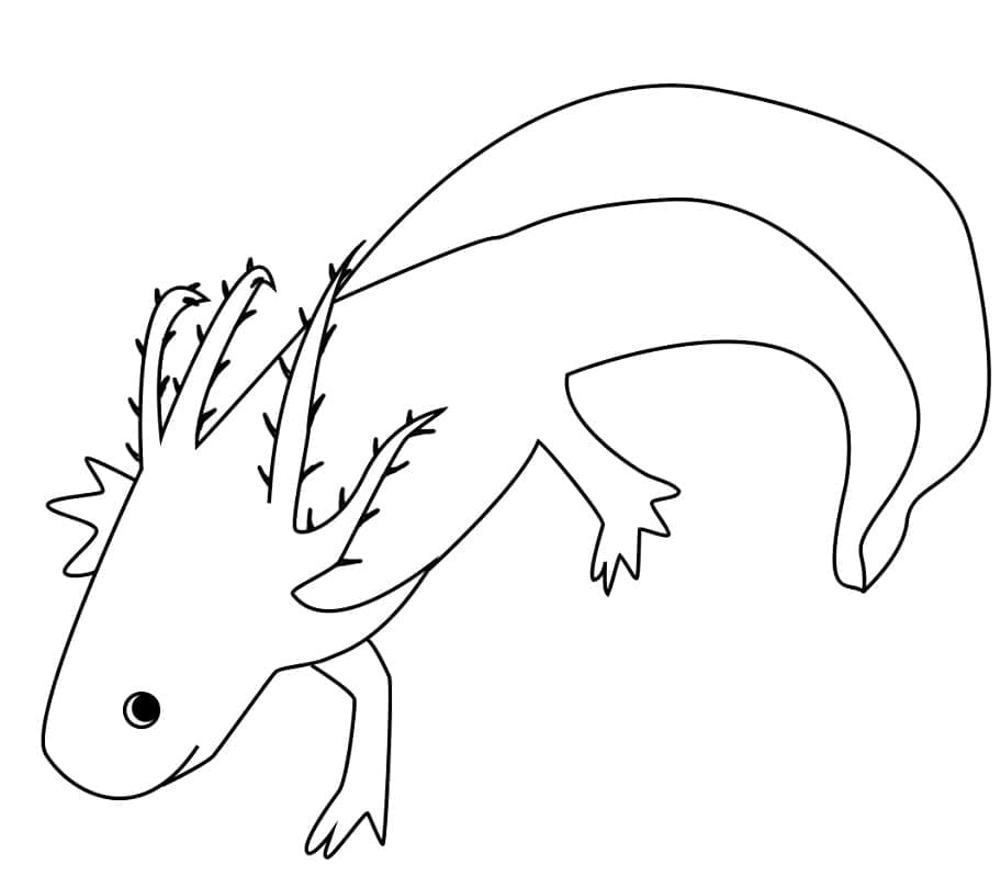 Axolotl (8) da colorare