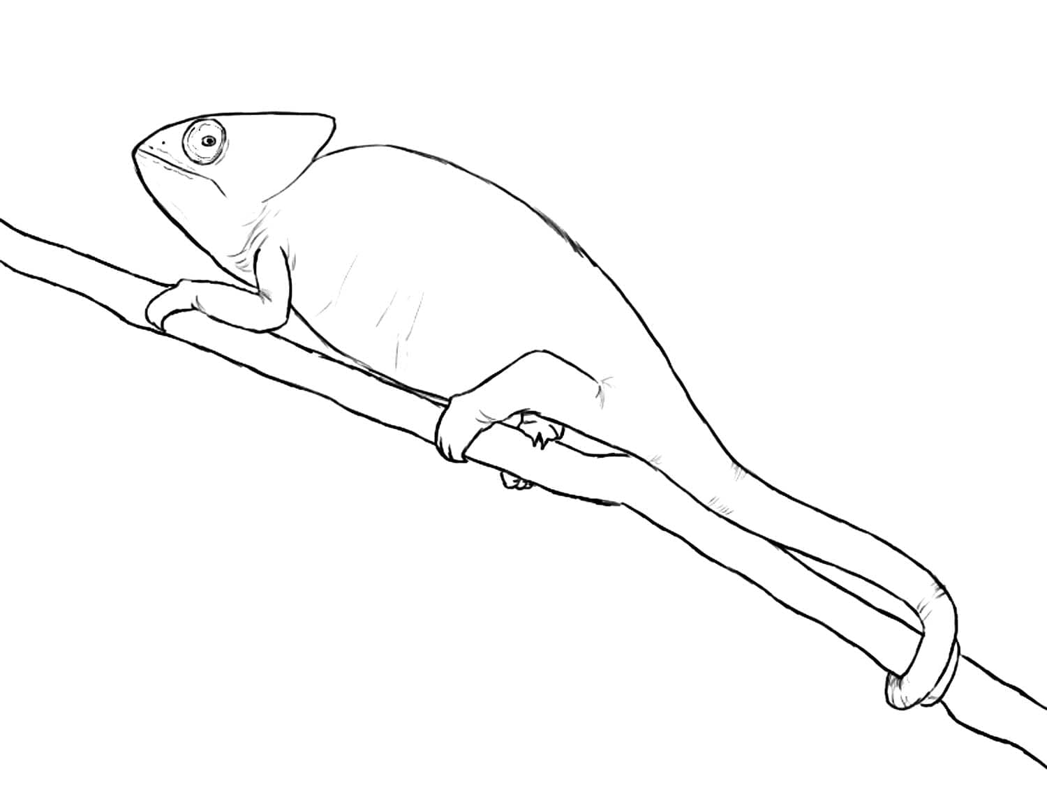 Camaleonte per Bimbi di 5 Anni da colorare