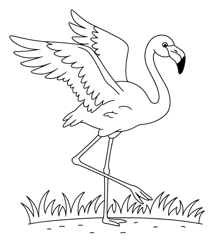 Fenicottero Immagine Stampabile da colorare