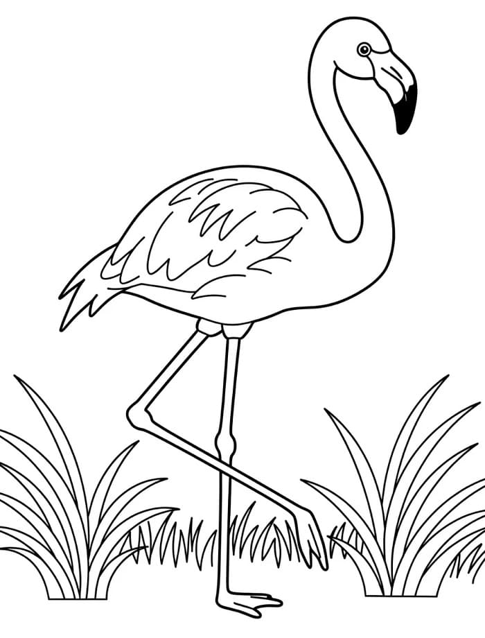 Fenicottero da Stampare da colorare