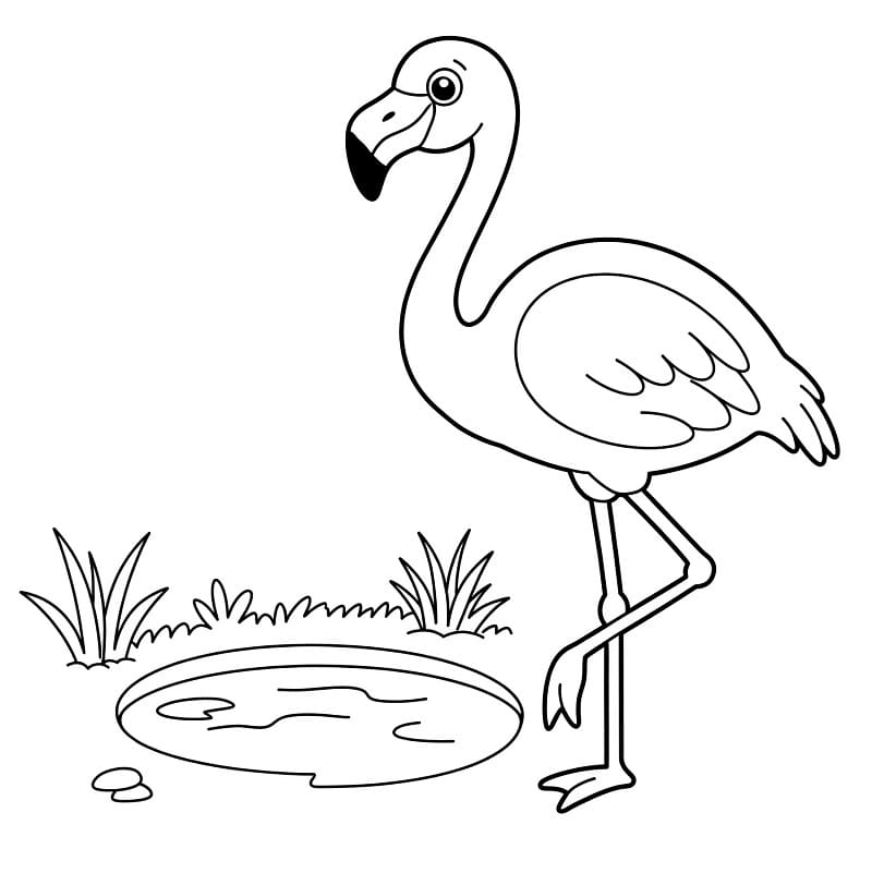Fenicottero per Bimbi di 3 Anni da colorare
