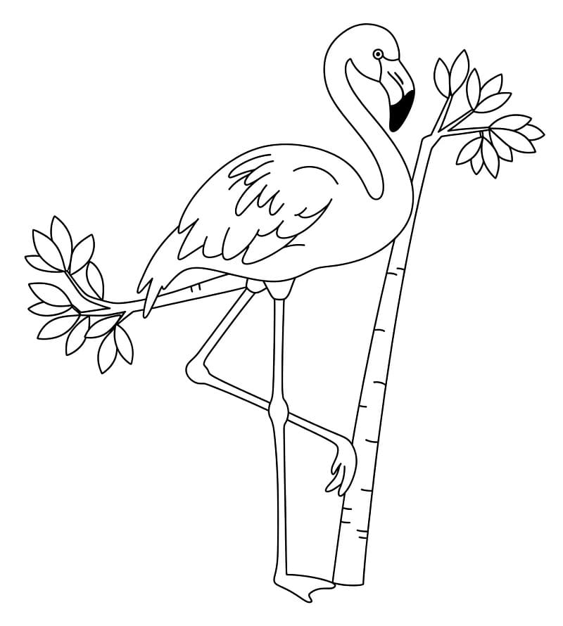 Gratis Immagine Fenicottero da colorare