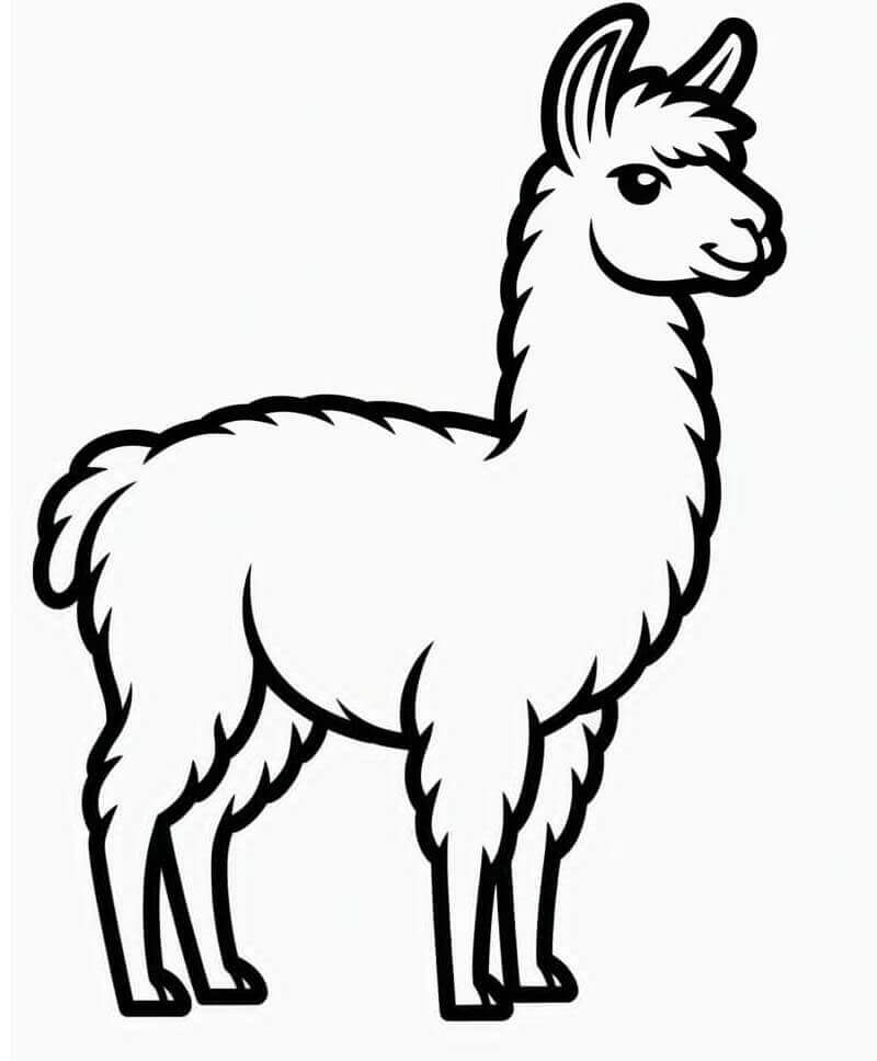 Lama Buffa da colorare