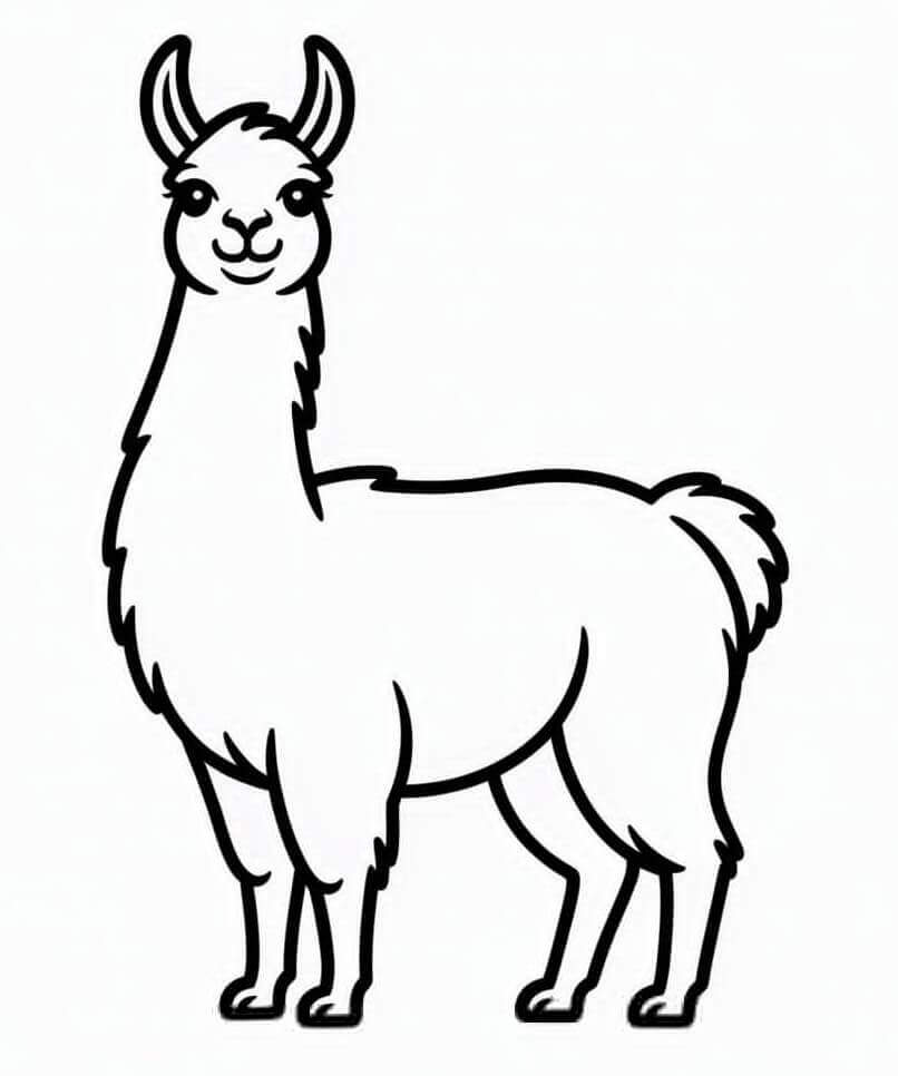 Lama Cartone da colorare