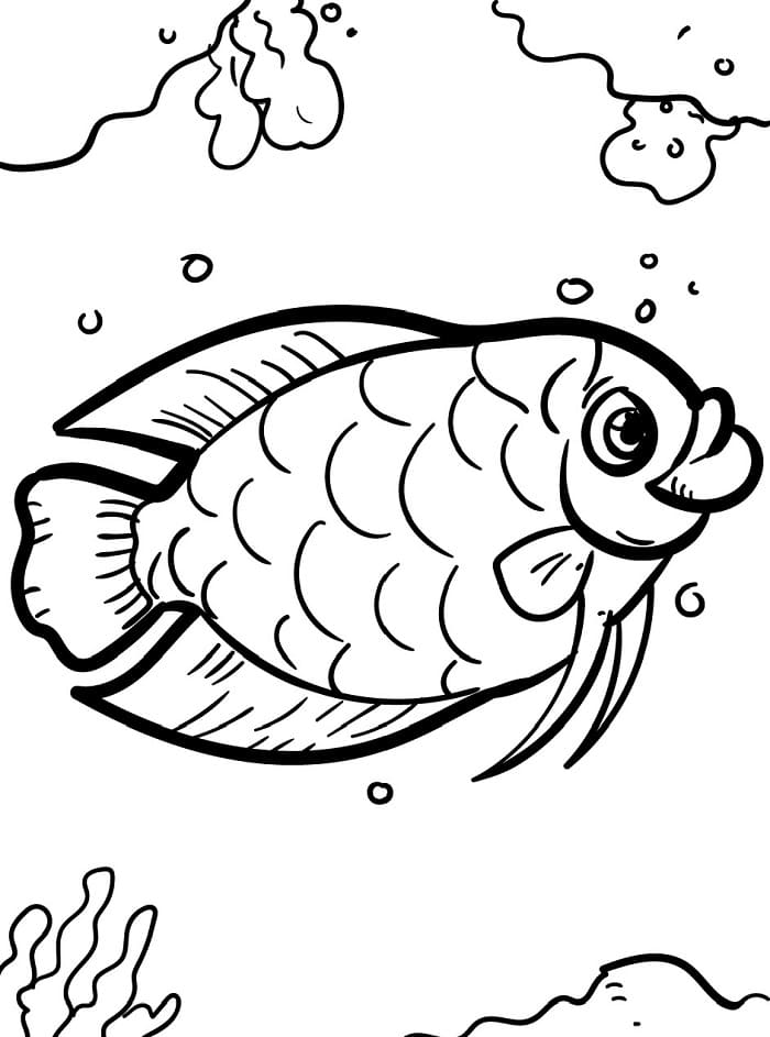 Pesce Regalo da colorare