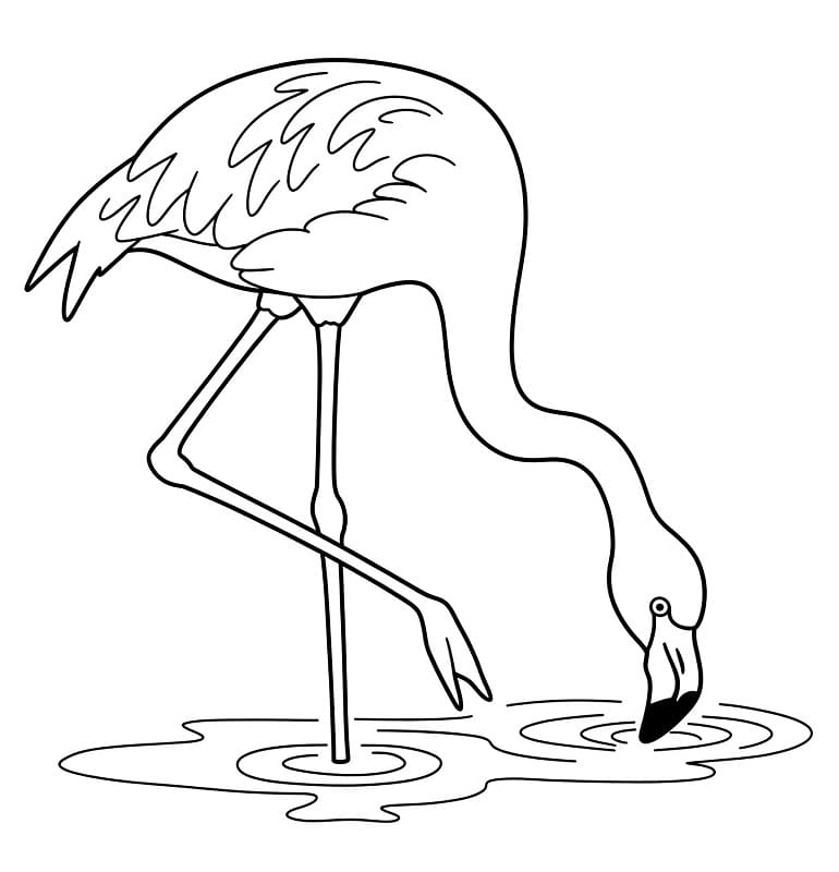 Stampabile Gratis Fenicottero da colorare