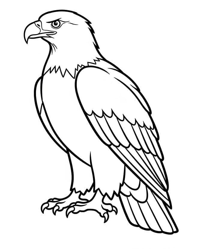 Aquila Graziosa da colorare